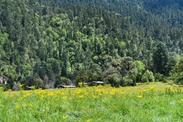 魯朗林海景區包車(chē)租車(chē)游
